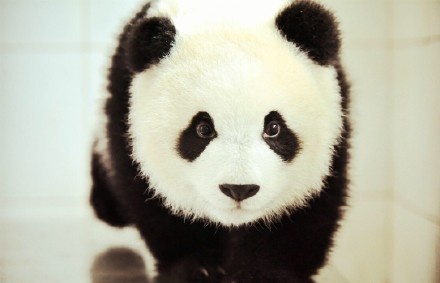 国宝熊猫“晶晶”成功产子，《梦幻西游》竟然蹭上了这个热点
