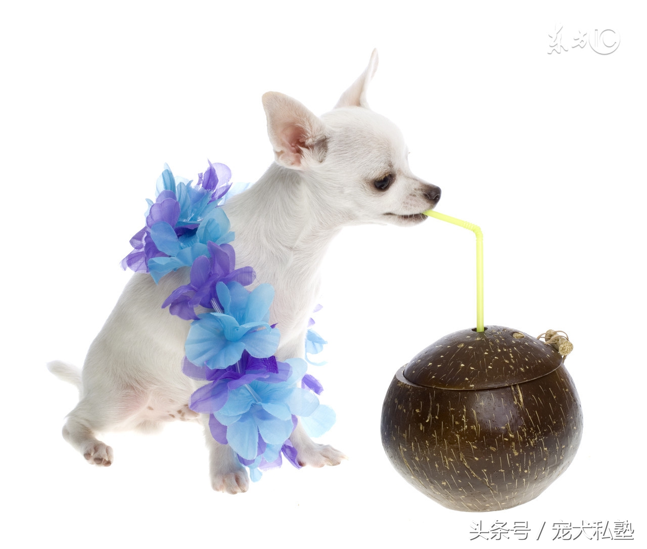 教你几招让狗狗立马变聪明,想让狗狗听话需要做好这五点