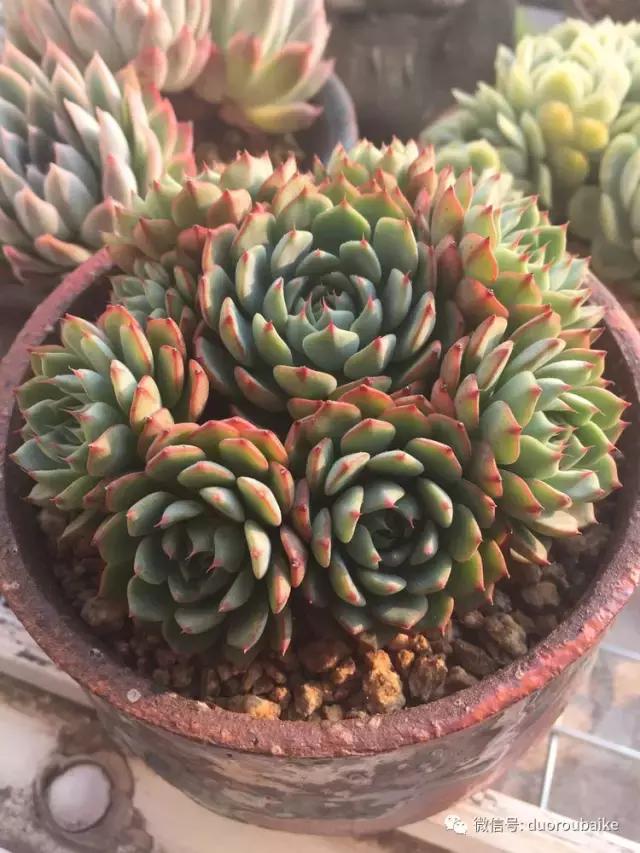 夏日多肉状态,夏天的多肉褪去了华丽的颜色