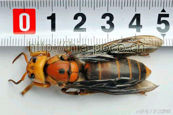 胡蜂种类名字图片大全,不同种类的黄脚胡蜂