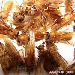 胡蜂种类名字图片大全,不同种类的黄脚胡蜂