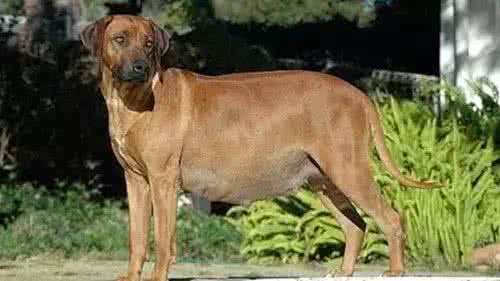 狗狗怀孕前期需要注意什么事项,狗狗产后护理注意事项