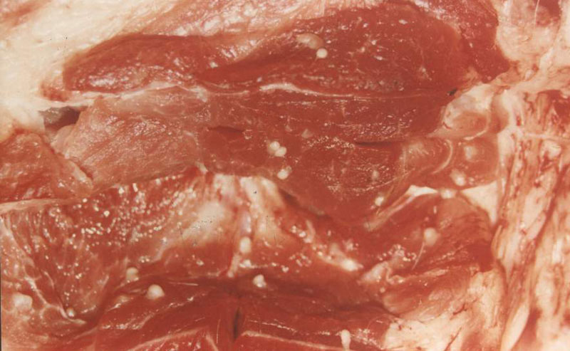 人感染猪囊虫病怎么办,人畜共患寄生虫病中的动物是什么