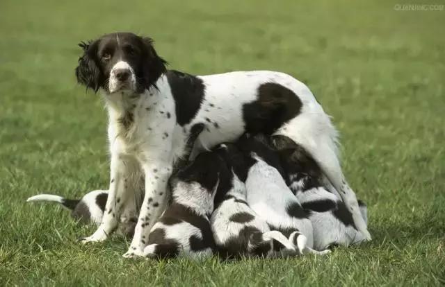 母狗验孕酮时数值多少输精最合适,母狗雌激素怎么测