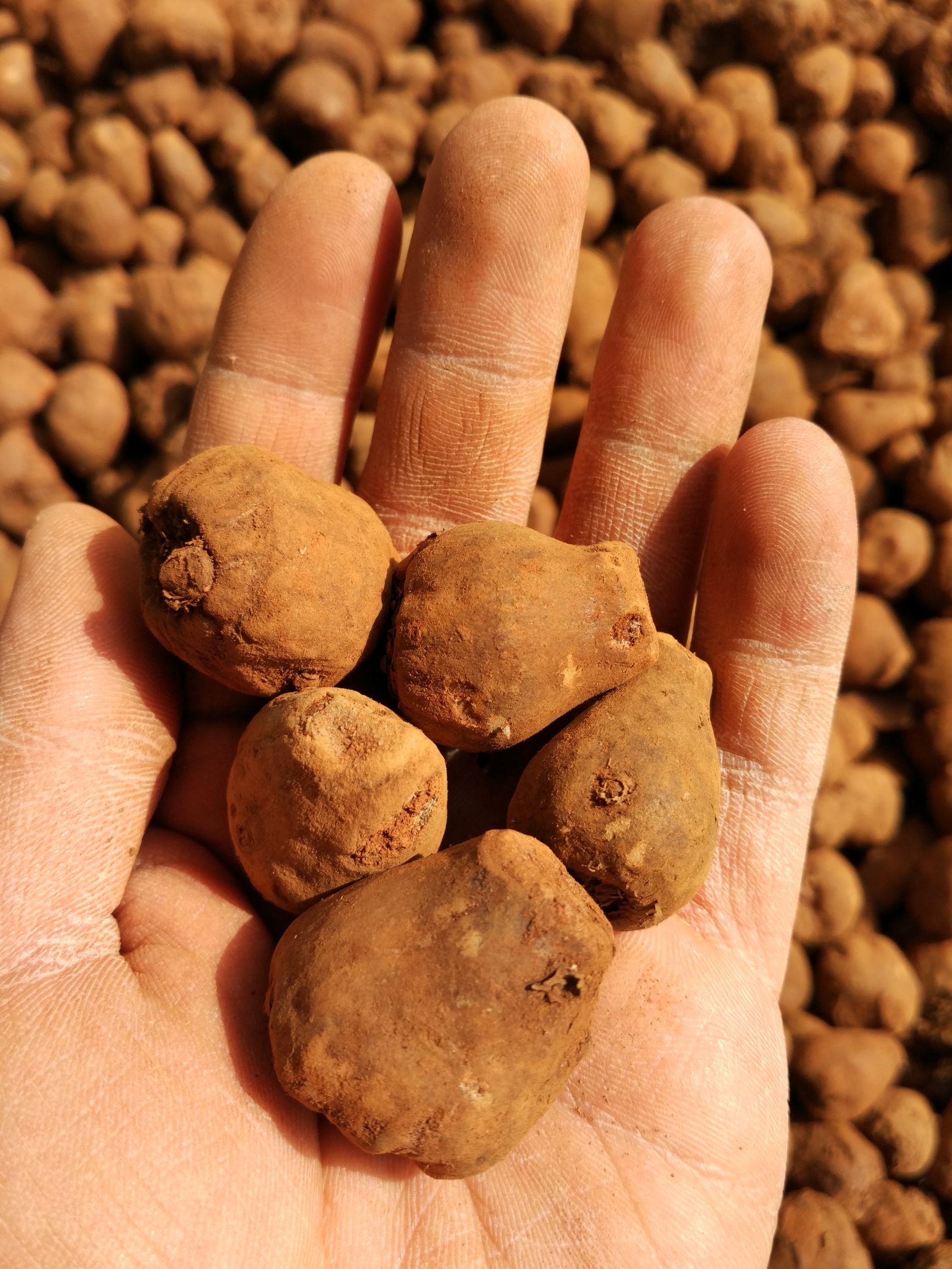 魔芋叶枯病怎么治,魔芋树叶枯病怎么治疗