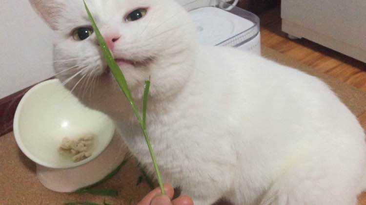 老猫肾结石,老猫得肾病