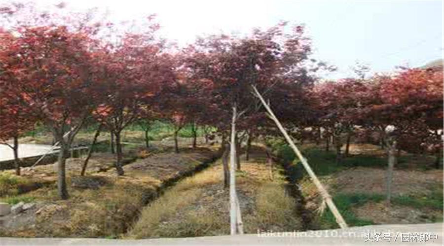 红枫盆景的养护和管理方法,美国红枫树种栽培与管理