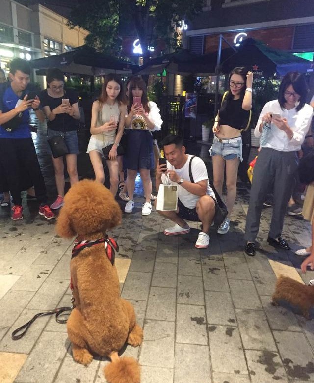 这么大的泰迪输出肯定不比人差,难怪这么多女的喜欢