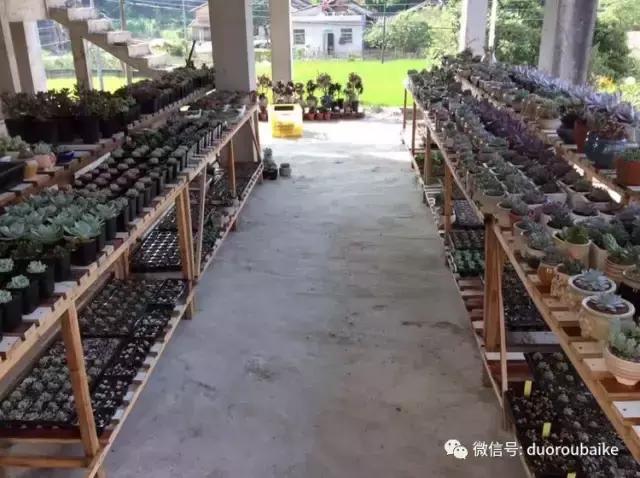 自制多肉花架最简单的方法,自制多肉花架子