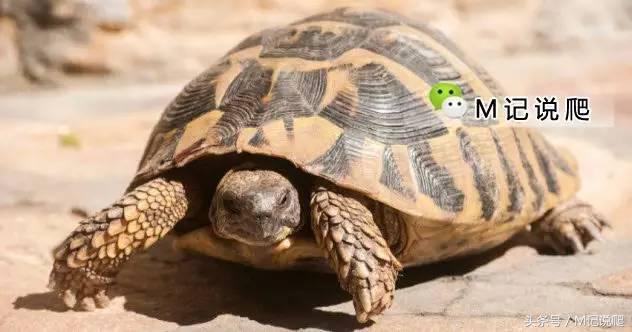 乌龟体内绦虫拉出来就好了吗,龟喂肠虫的危害