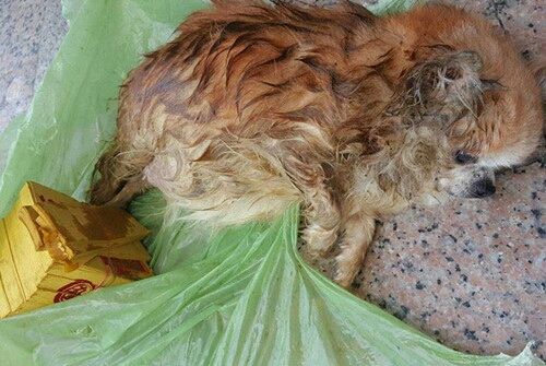 母狗正在生崽被人毒打,母狗怀孕胎死腹中