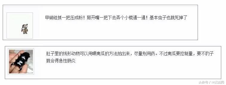 乌龟体内绦虫拉出来就好了吗,龟喂肠虫的危害