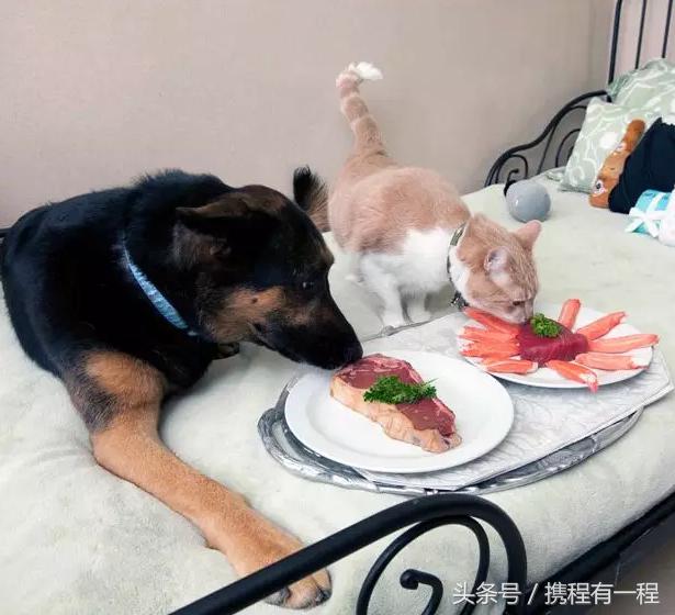 王思聪可以带狗上飞机吗 (王思聪飞机可以带狗吗)