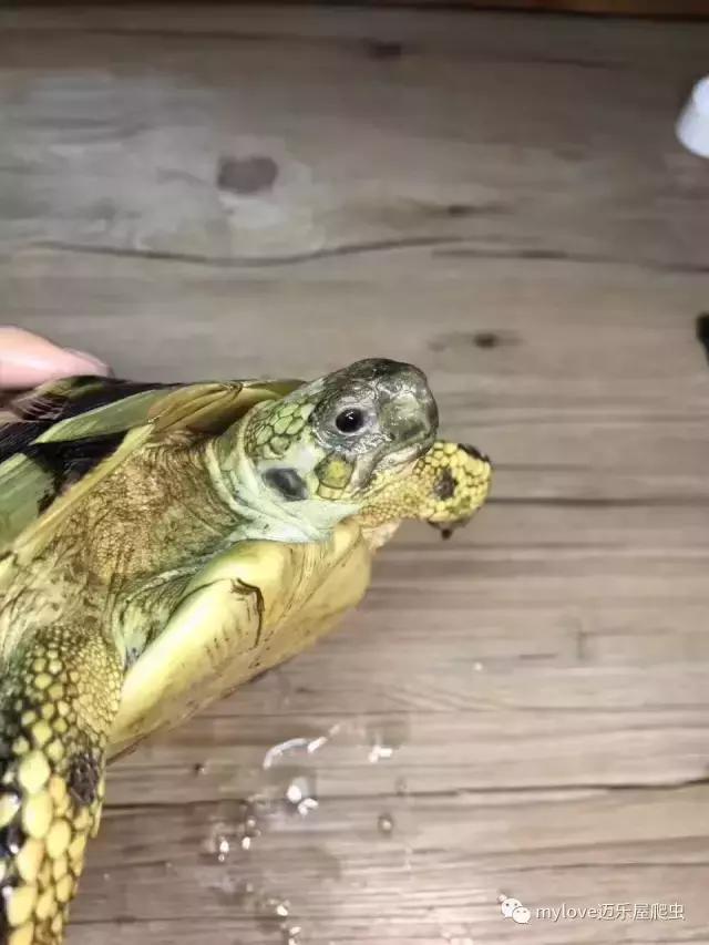 赫曼什么时候繁殖,赫曼繁殖方法