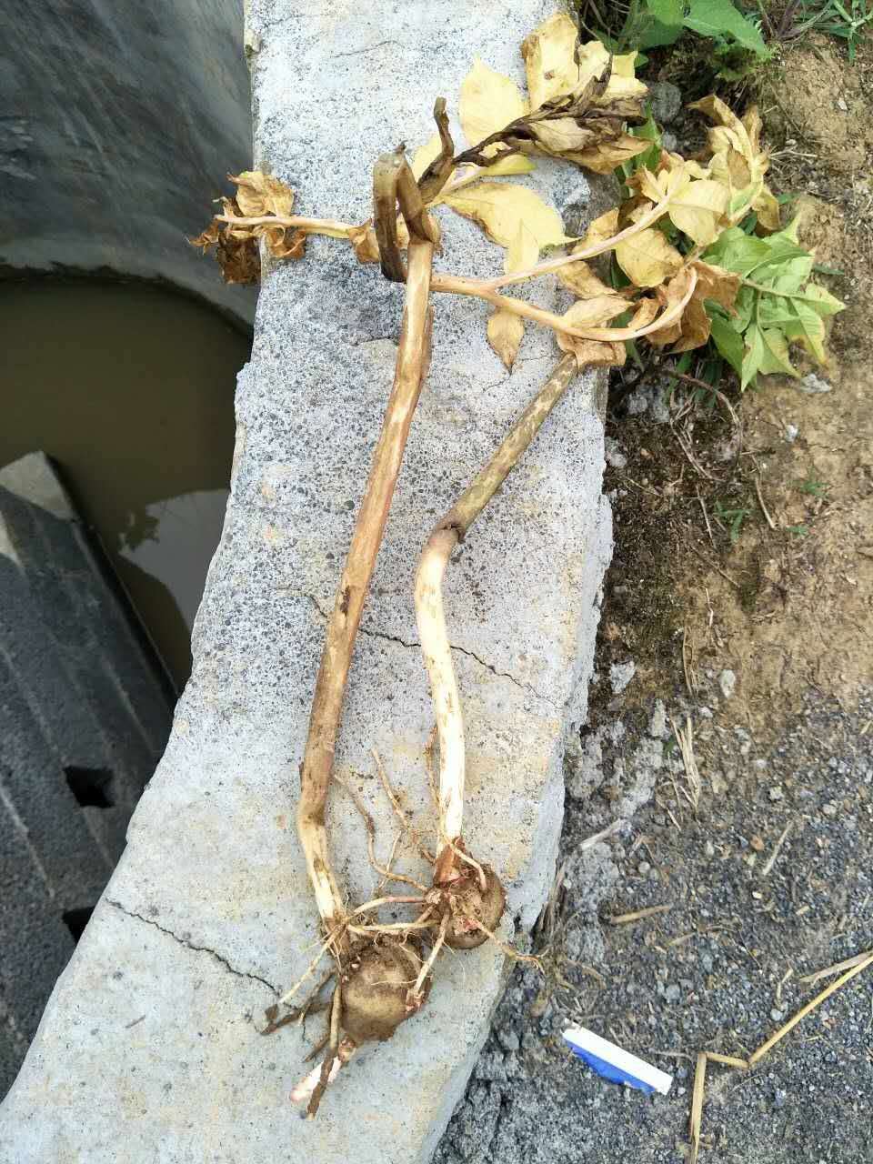 魔芋叶枯病怎么治,魔芋树叶枯病怎么治疗