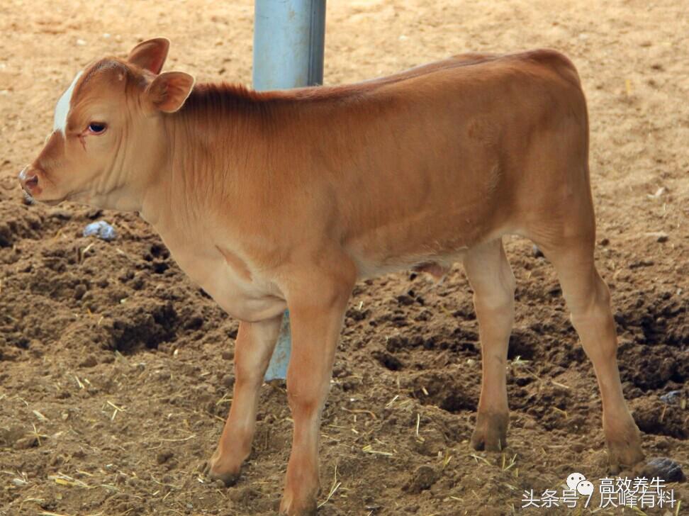 犊牛腹泻防治技术指标,犊牛腹泻防治技术