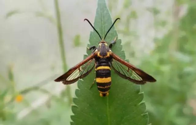 葡萄二星叶蝉虫害防治方法,葡萄的虫害有哪些