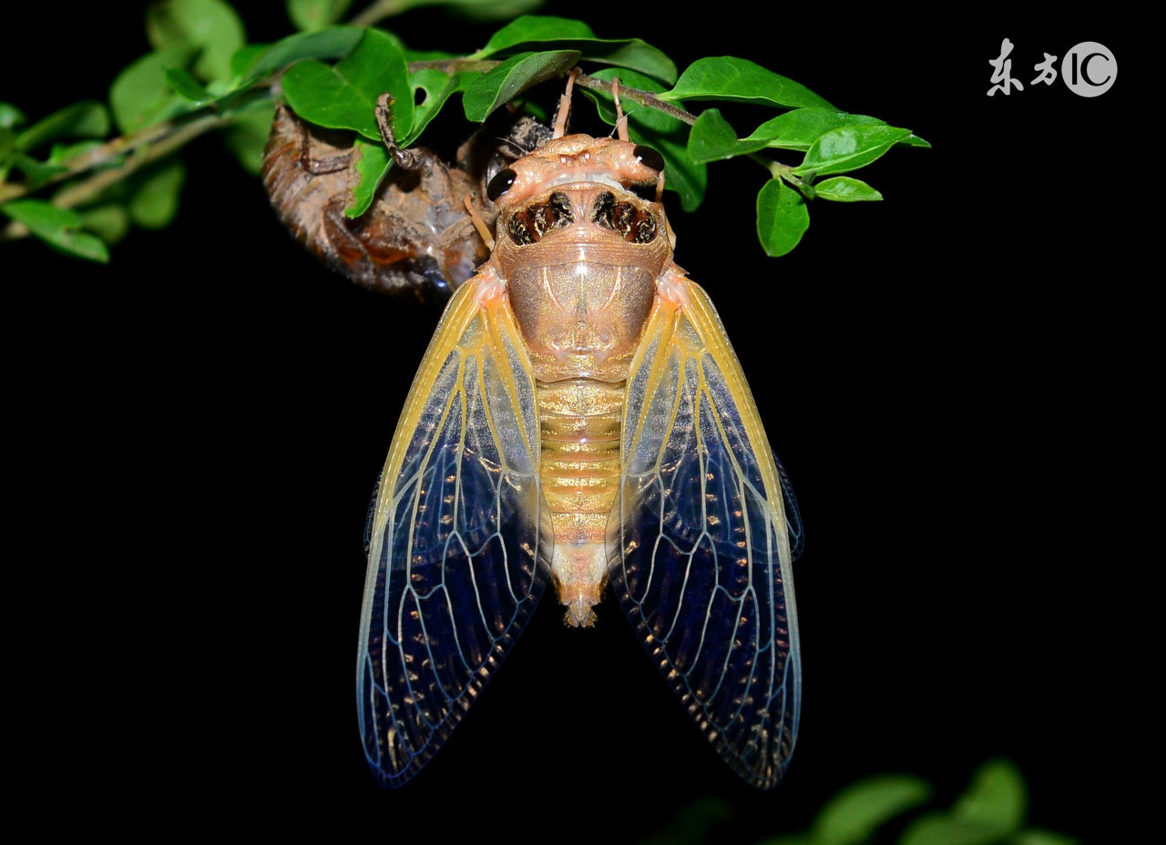 金蝉脱壳三十六计技巧,三十六计金蝉脱壳之计