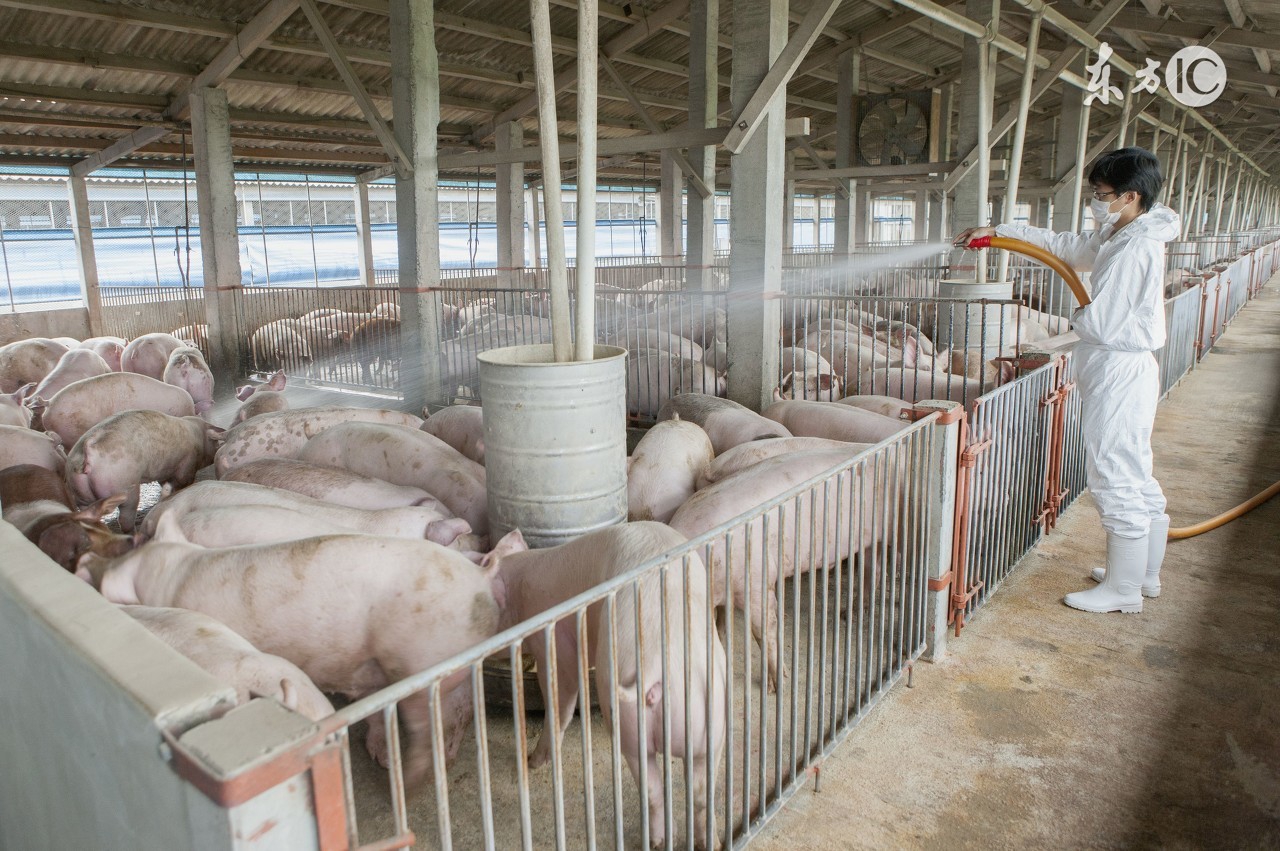 技术帖-专家，教你如何快速防治猪传染性胸膜肺炎