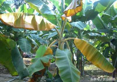 专治香蕉黄叶病的特效药视频,香蕉得了黄叶病后还可以种活吗