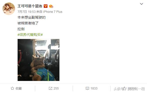 王思聪可以带狗上飞机吗 (王思聪飞机可以带狗吗)