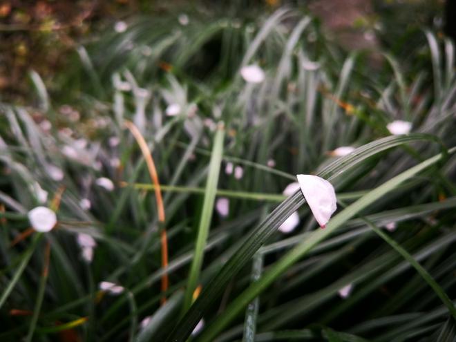 华为p10和华为p10plus有什么区别,华为p10plus人像摄影