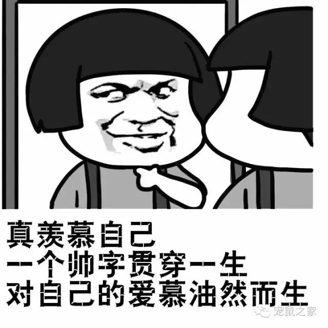 最大的豚鼠视频,世界上最大的豚鼠是什么品种图片