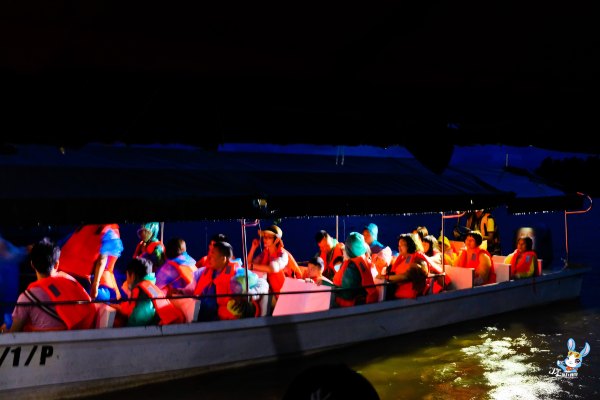 探寻野生动物,野生长鼻猴