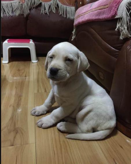 狗市买三个月的拉布拉多,拉布拉多幼犬去宠物店洗澡多少钱