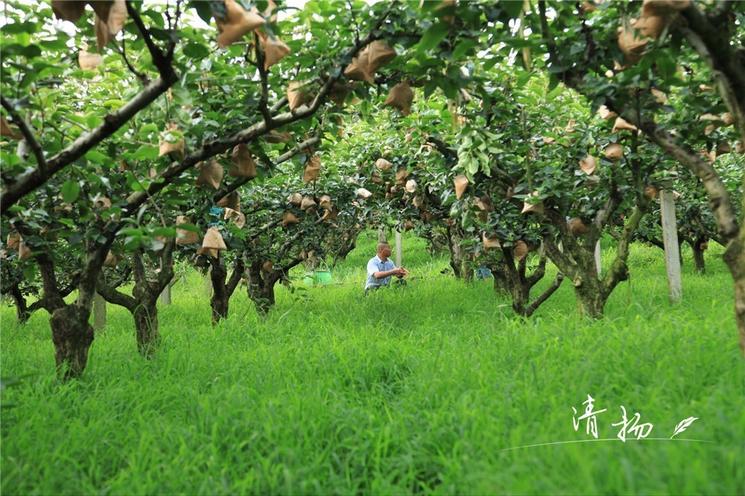 18年的田间记录，书写G20特供蜜梨的成长历程