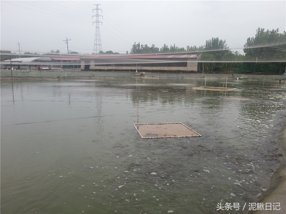 养殖泥鳅有前景吗现在,适合穷人养殖泥鳅创业暴利资讯