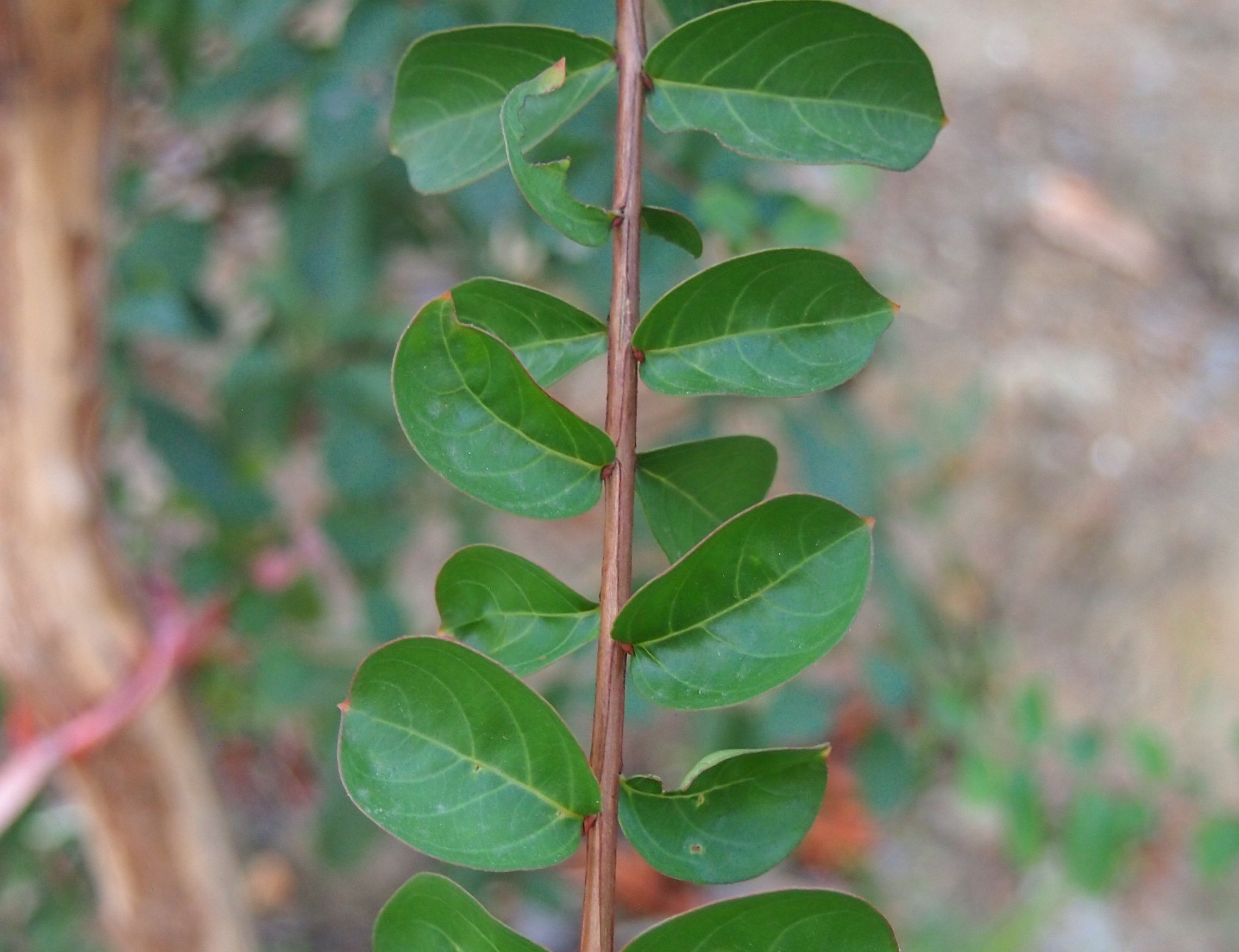 紫薇皮图片,百日红紫薇长花苞后多久开视频