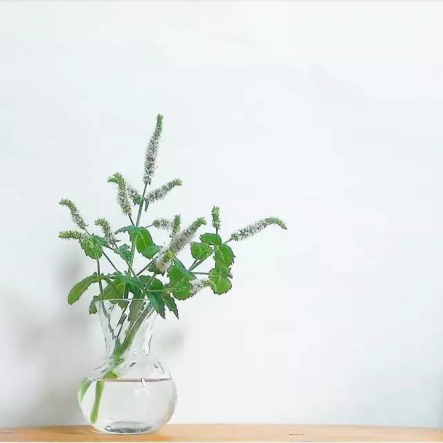 夏季37度高温薄荷如何养,薄荷是夏天的植物