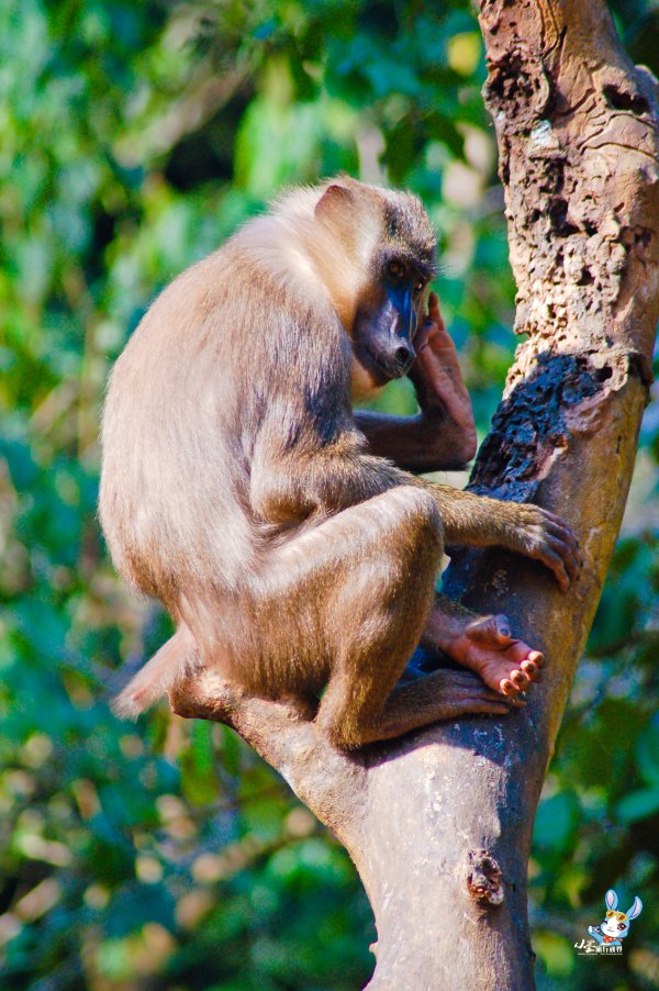 探寻野生动物,野生长鼻猴