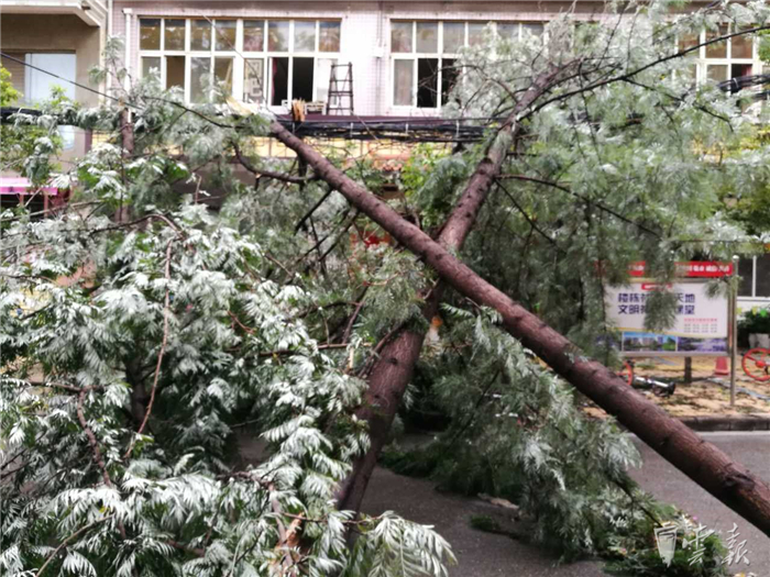 鏆撮洦琚煄韬奖瑙嗛,鏆撮洦琚煄杞﹁締琛屼汉瑙嗛