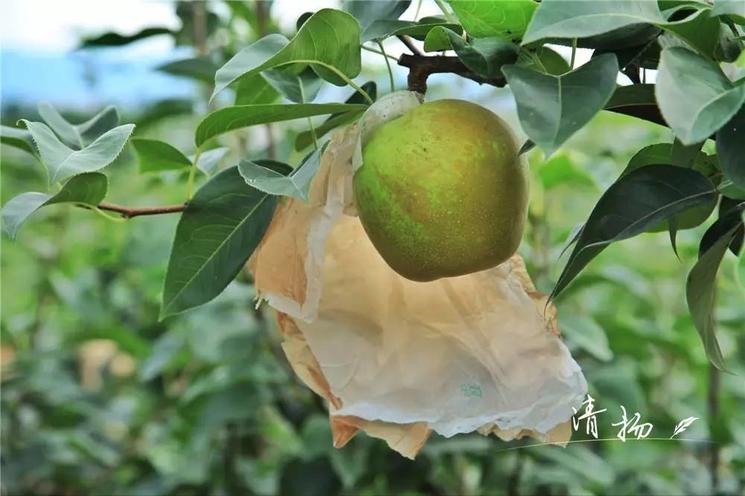 18年的田间记录，书写G20特供蜜梨的成长历程