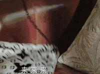 烈焰红唇薛珍珠,烈焰红唇女士