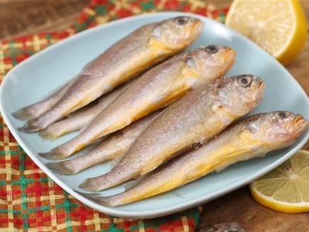 海鱼能人工饲养吗,海鱼可以自己养吗