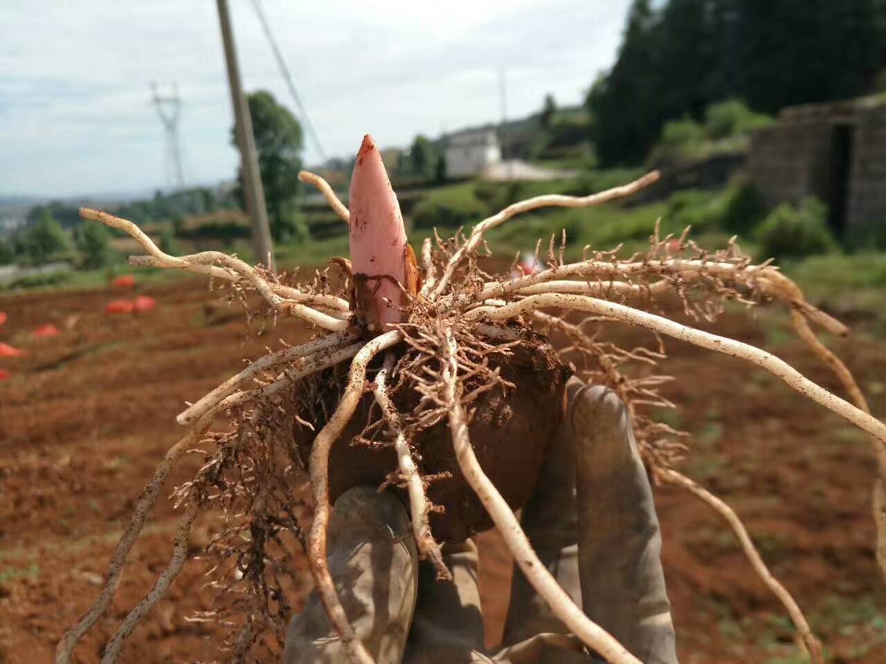 魔芋的茎杆是什么样子的,魔芋根能不能生吃