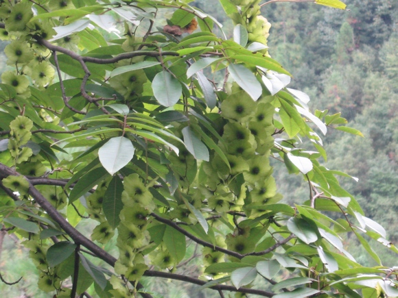 女性湿气太重的人有哪些症状,女人身体的湿气太重有什么症状
