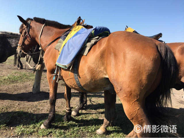 倩影留痕｜承德·丰宁坝上草原游记