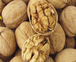 大脑皮层占大脑总量的多少,关于大脑皮层的知识