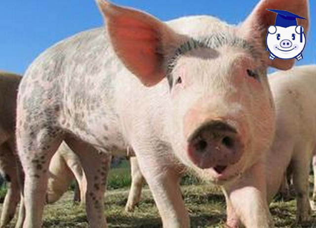 猪的智商处于什么位置,猪的智商到底有多少