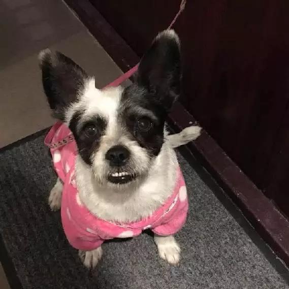 上海猫咪领养虹口,喵小汪宠物领养