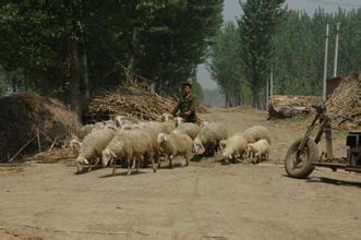 80鍚庡啘鏉戦暱澶х殑瀛╁瓙,80鍚庤兘娲诲埌浠婂ぉ鍏ㄩ潬鍊斿己