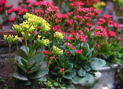 为什么我老是把花养死了,花养死了要丢掉吗