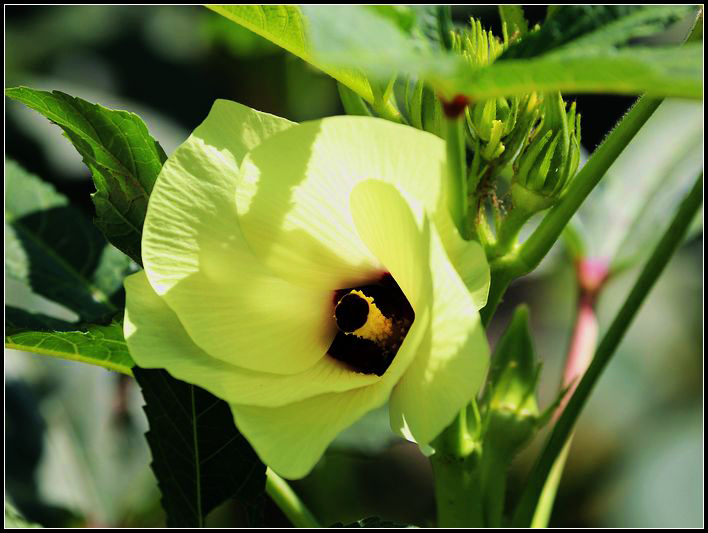 幸福女神节美丽由你——黄秋葵花茶给你美丽健康