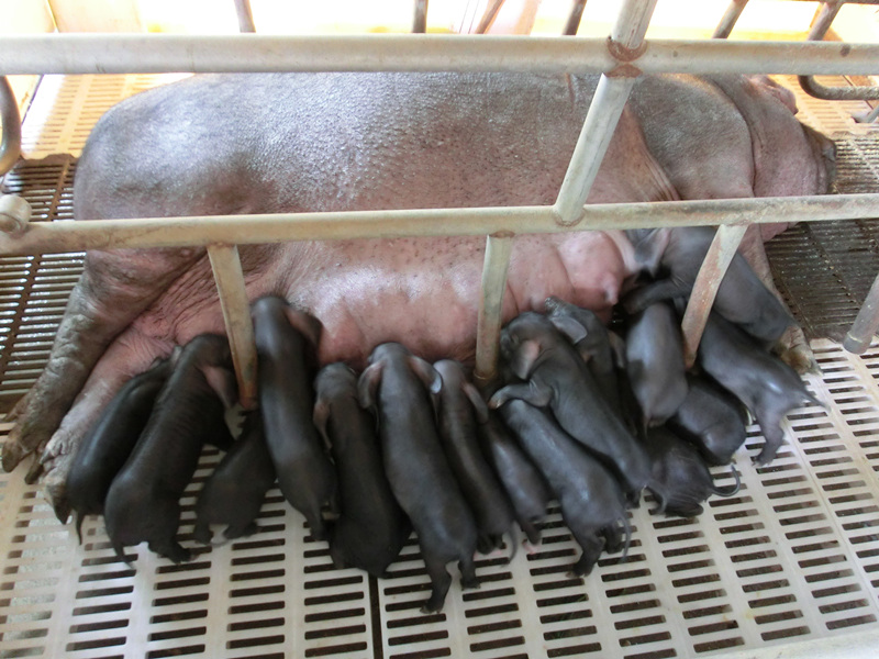 英雄猪妈妈头胎产下22头小猪养猪29年的猪倌都没见过