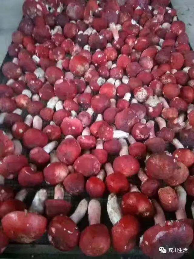 请不要对着手机流口水\^O^/宾川鸡足山正疯长的野生菌