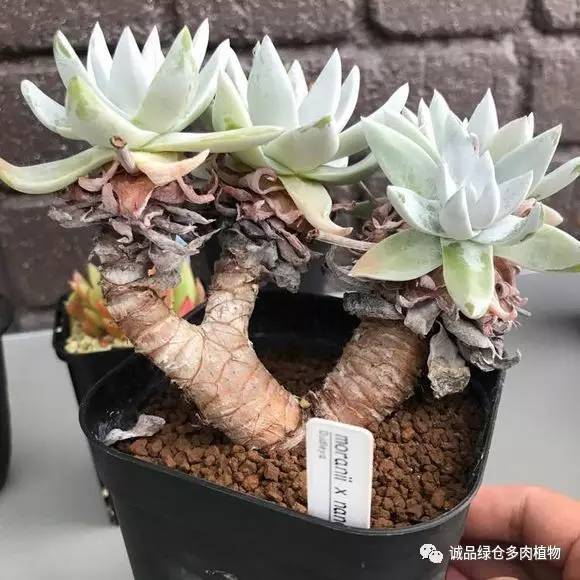 日本特价展会,日本多肉植物博览会